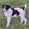 GUCCI -rundum tolles Hundekind-