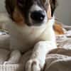 Peggy - verschmust und verspielt