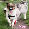 Peggy - verschmust und verspielt