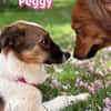 Peggy - verschmust und verspielt