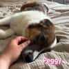 Peggy - verschmust und verspielt