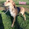 Daisy - treu und menschenbezogen