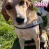 Daisy - treu und menschenbezogen
