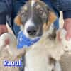 Raoul - verschmust und verspielt