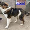Raoul - verschmust und verspielt