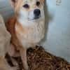 Arista schüchterne Shiba Hündin sucht 🏡