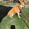 Arista schüchterne Shiba Hündin sucht 🏡