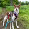 Noa sucht ein neues Zuhause