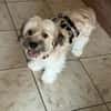 Filou in 59329 Wadersloh