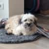 Filou in 59329 Wadersloh