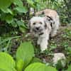 Filou in 59329 Wadersloh