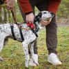 Lunares - Zuhause gesucht