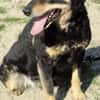Picur - wie lange muss er noch warten?