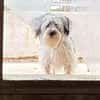 DOGGY