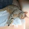 OPALE