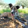 FIONA (UnionAnimal)