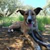 FIONA (UnionAnimal)