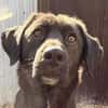 Lise