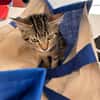 BOOBA chaton
