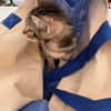 BOOBA chaton