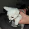 COCO CHATON BLANC
