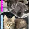 BIOUL ET BIOULA A ADOPTER ENSEMBLE