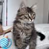 BIOUL ET BIOULA A ADOPTER ENSEMBLE