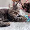 BIOUL ET BIOULA A ADOPTER ENSEMBLE