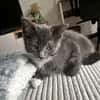 BIOUL ET BIOULA A ADOPTER ENSEMBLE