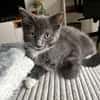 BIOUL ET BIOULA A ADOPTER ENSEMBLE