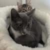 BIOUL ET BIOULA A ADOPTER ENSEMBLE