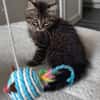 BIOUL ET BIOULA A ADOPTER ENSEMBLE