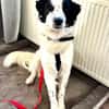 Nico - ein echter -one-man-dog-