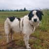 Nico - ein echter -one-man-dog-