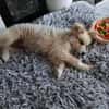 Süßer Archie🌺sucht liebevolles Zuhause
