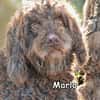 MARLO