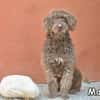MARLO