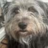 Schmusehund Helmut sucht neues Zuhause