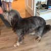 Schmusehund Helmut sucht neues Zuhause