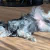 Schmusehund Helmut sucht neues Zuhause