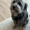 Schmusehund Helmut sucht neues Zuhause