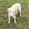 Daniel ein super lieber Familienhund