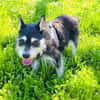 Schnauzer Mix Darko