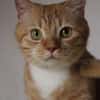 Schöner Kater mit Charakter sucht dich