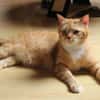 Schöner Kater mit Charakter sucht dich
