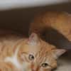 Schöner Kater mit Charakter sucht dich