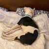 Mable sucht eine Familie