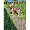 Maria - wartet in 38271 Baddeckenstedt