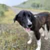 Mr. Big sucht seine Chance  vielleicht