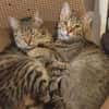 Tina & Tino Schmusetiger suchen Familie